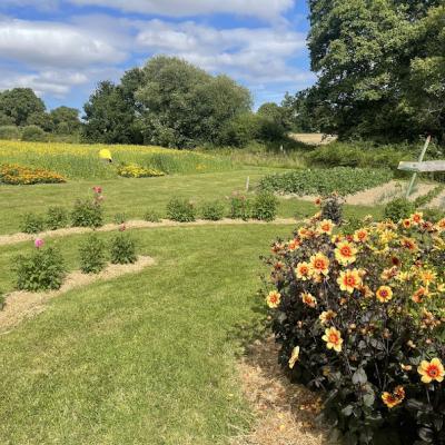 Jolie Prairie Fleurie